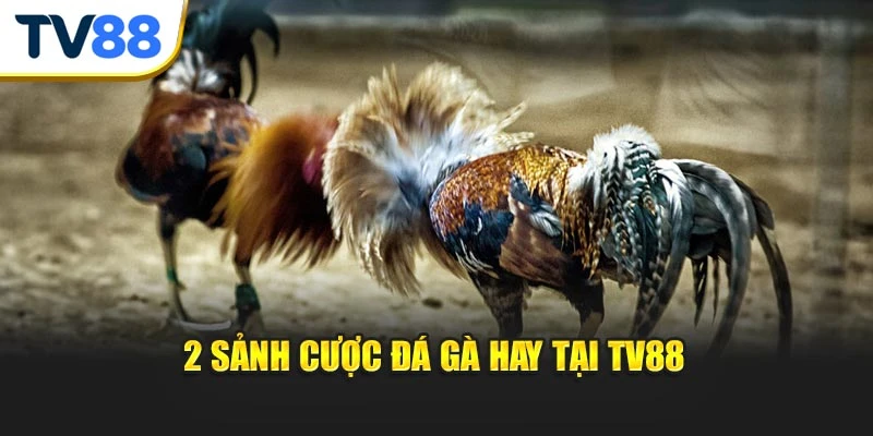 2 sảnh cược đá gà hay tại TV88