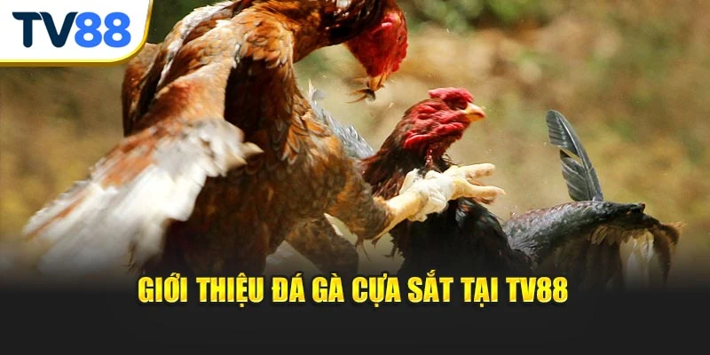 Giới thiệu đá gà cựa sắt tại TV88