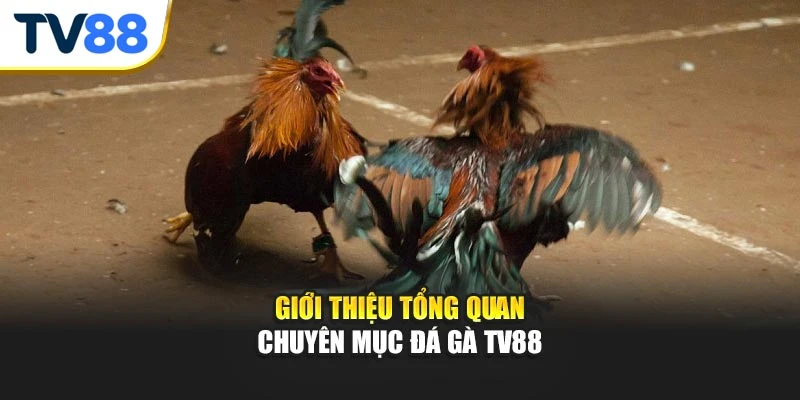 Giới thiệu tổng quan chuyên mục đá gà TV88