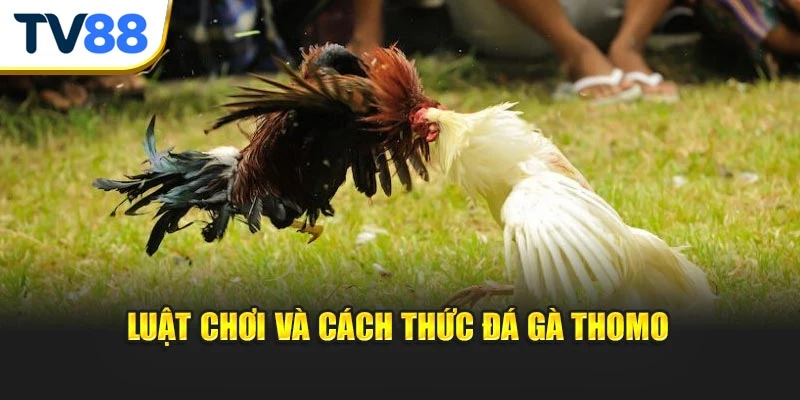 Cập nhật cách thức chơi đá gà Thomo