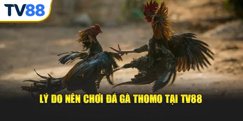 Lý do nên chơi đá gà Thomo tại TV88
