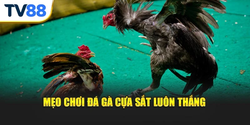 Mẹo chơi đá gà cựa sắt luôn thắng