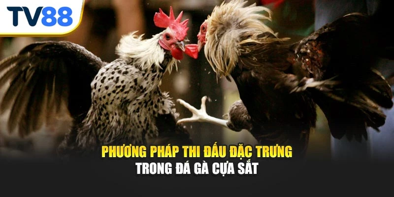 Phương pháp thi đấu đặc trưng trong đá gà cựa sắt