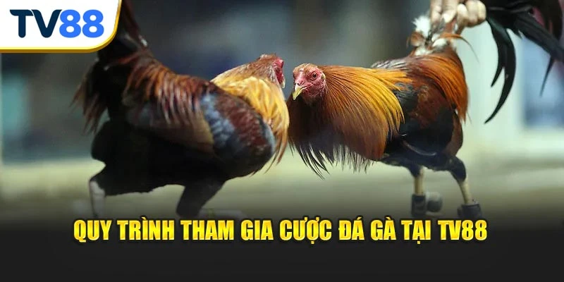 Quy trình tham gia cược đá gà tại TV88