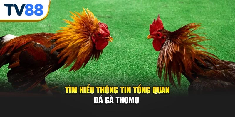 Tìm hiểu thông tin tổng quan đá gà Thomo